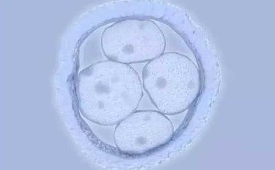 做试管胚胎数量相差很大，是为什么？